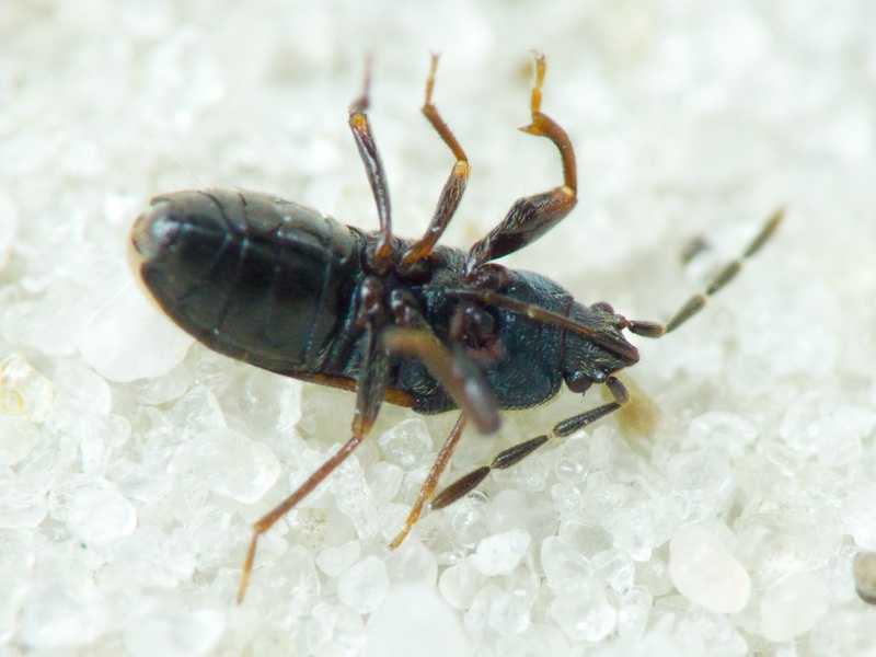 Tropistethus holosericus (Scholtz, 1846)